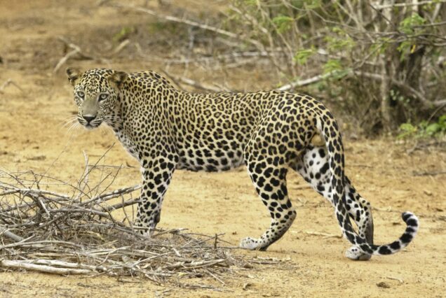 leopard Sri Lanka