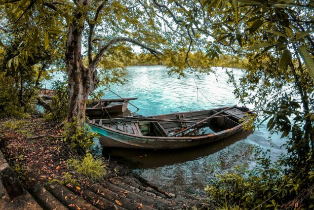 mangrove Sri Lanka