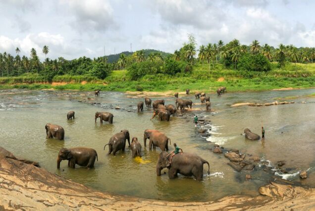 minneriya Sri Lanka