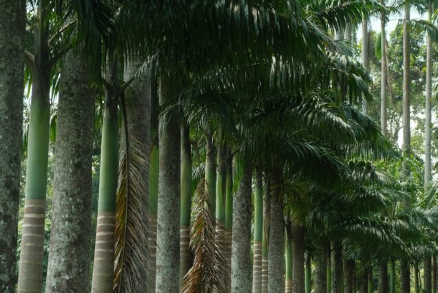 peradeniya Sri Lanka