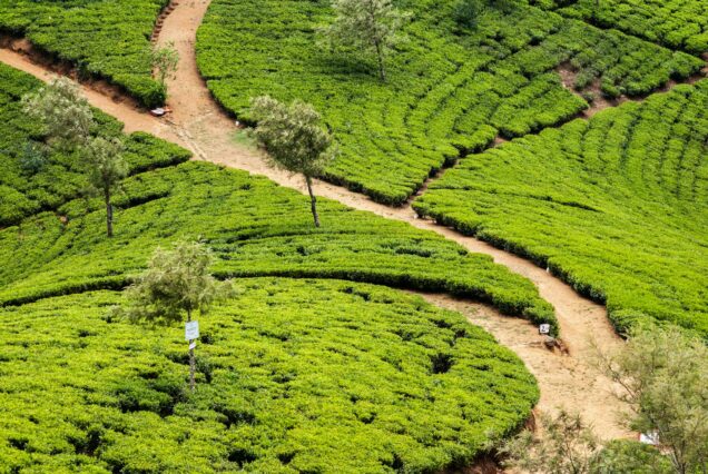 tea Sri Lanka