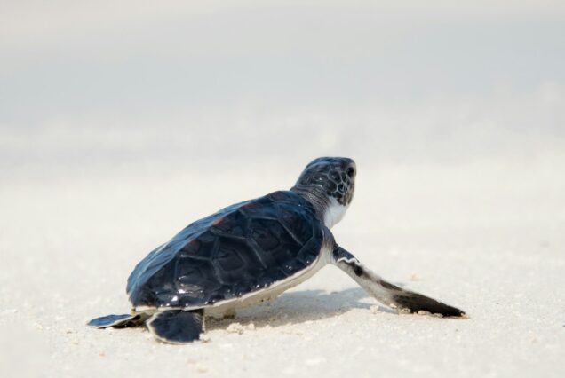 turtle Sri Lanka