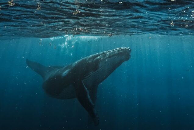 whale Sri Lanka