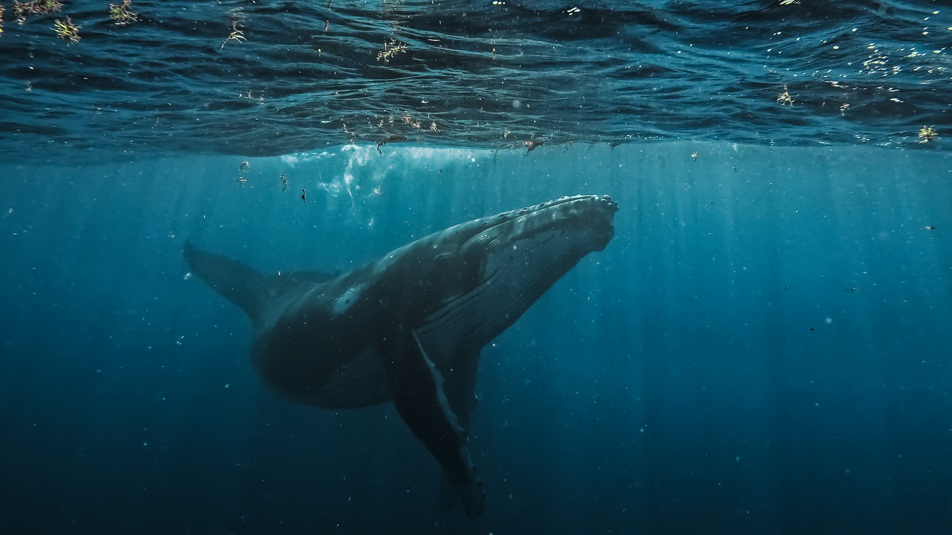 Giants of the Deep Blue & The Living Colonial Fort